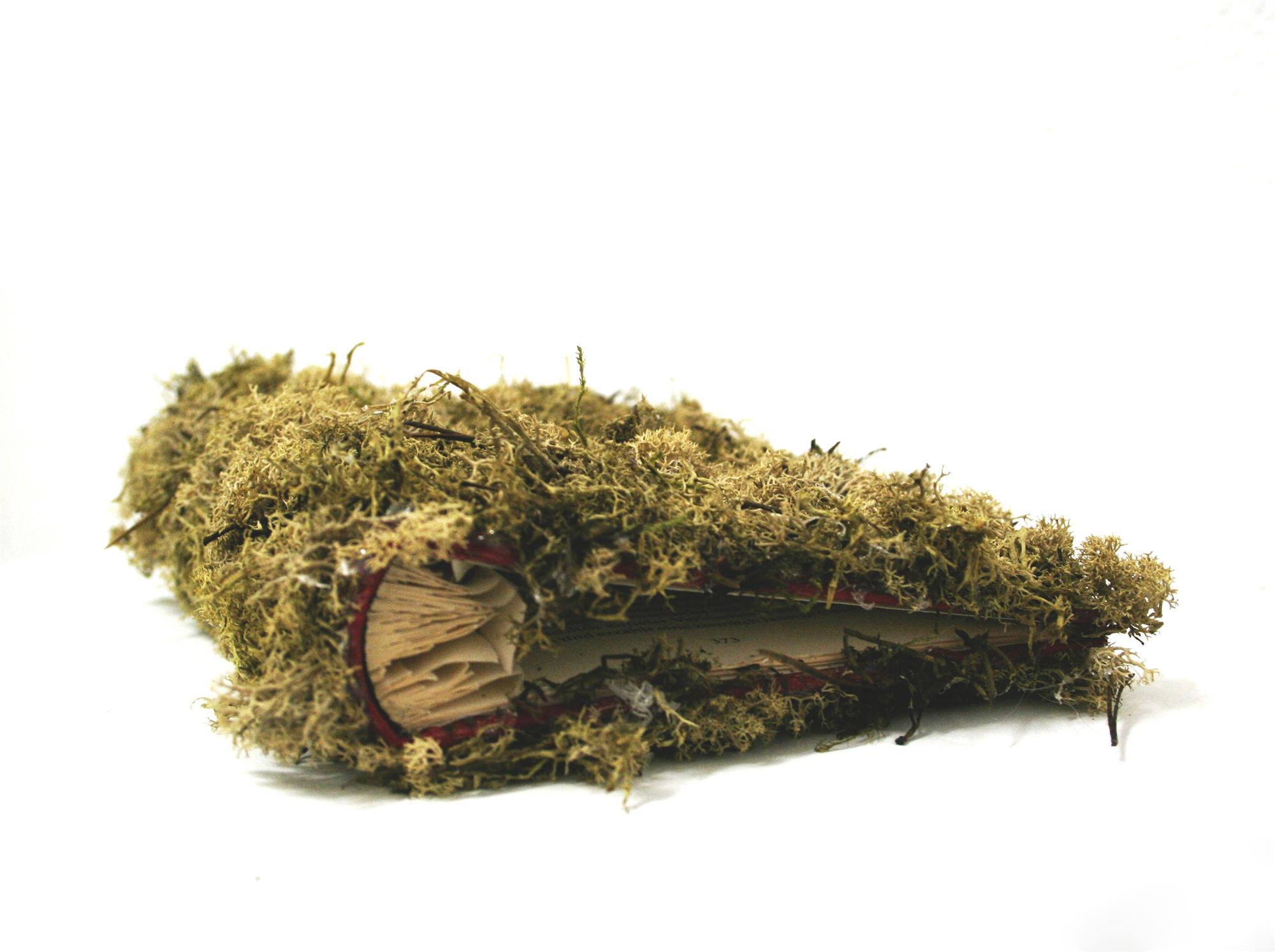 De Rerum Natura, Maria Nitulescu, 2019