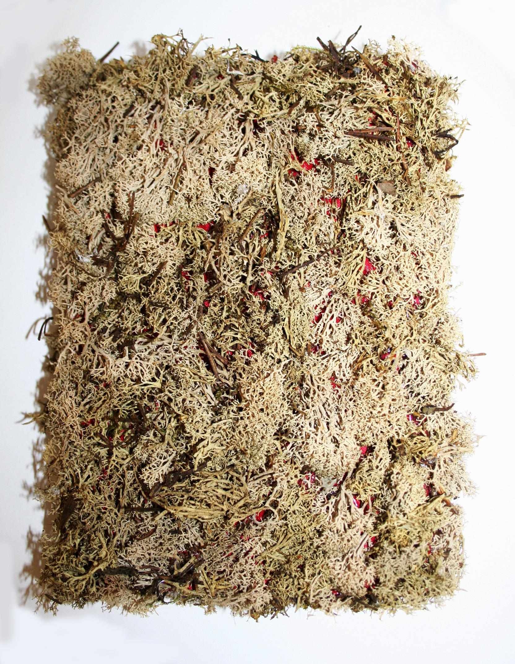 The Poetry of Lichen, Maria Nitulescu, 2019