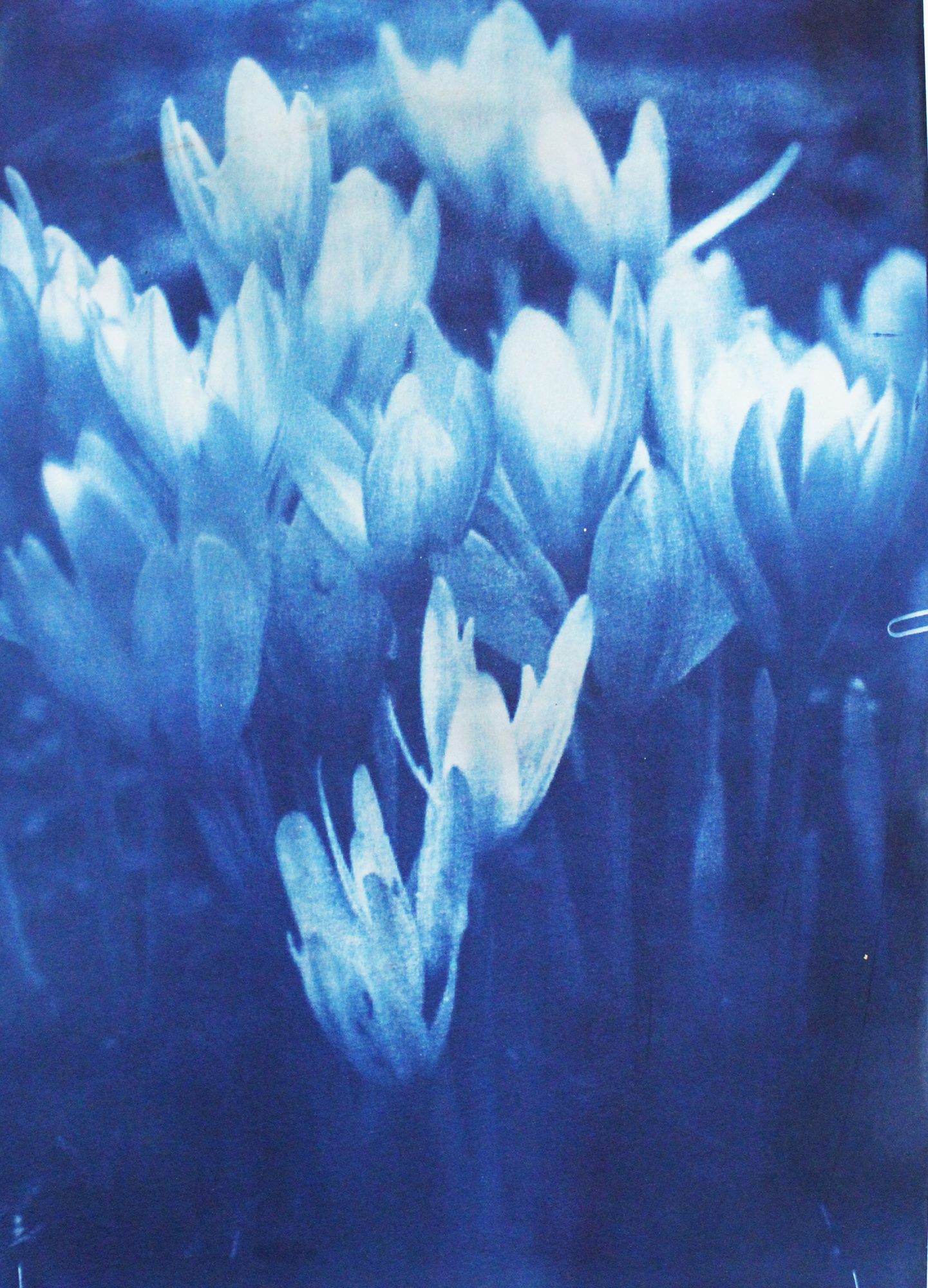 Colchicum autumnale, Living Archives of Hay, Maria Nitulescu, 2025