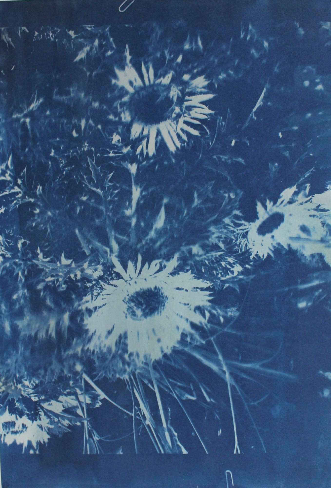 Carlina acaulis, Living Archives of Hay, Maria Nitulescu, 2025