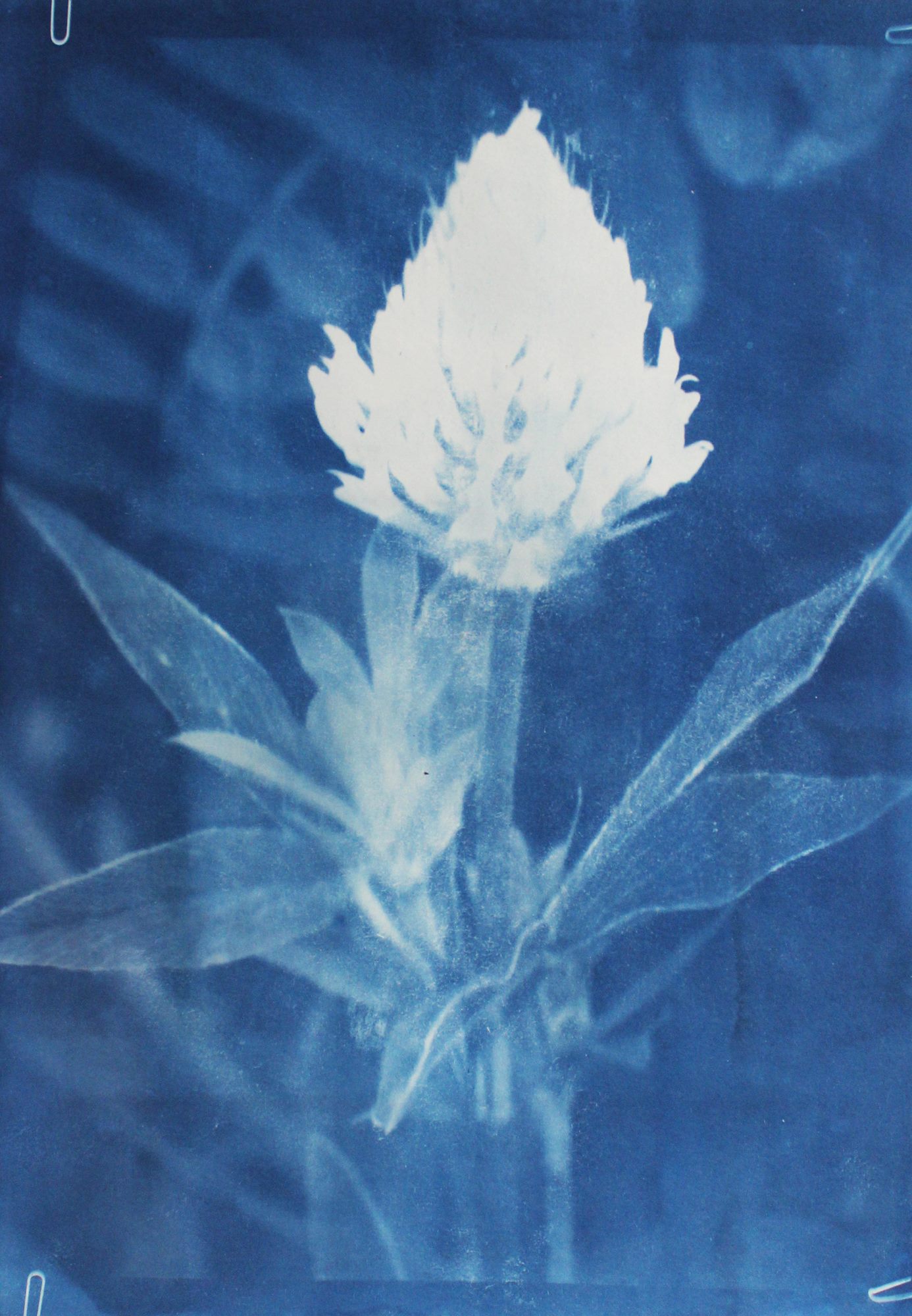 Trifolium pannonicum, Living Archives of Hay, Maria Nitulescu, 2025