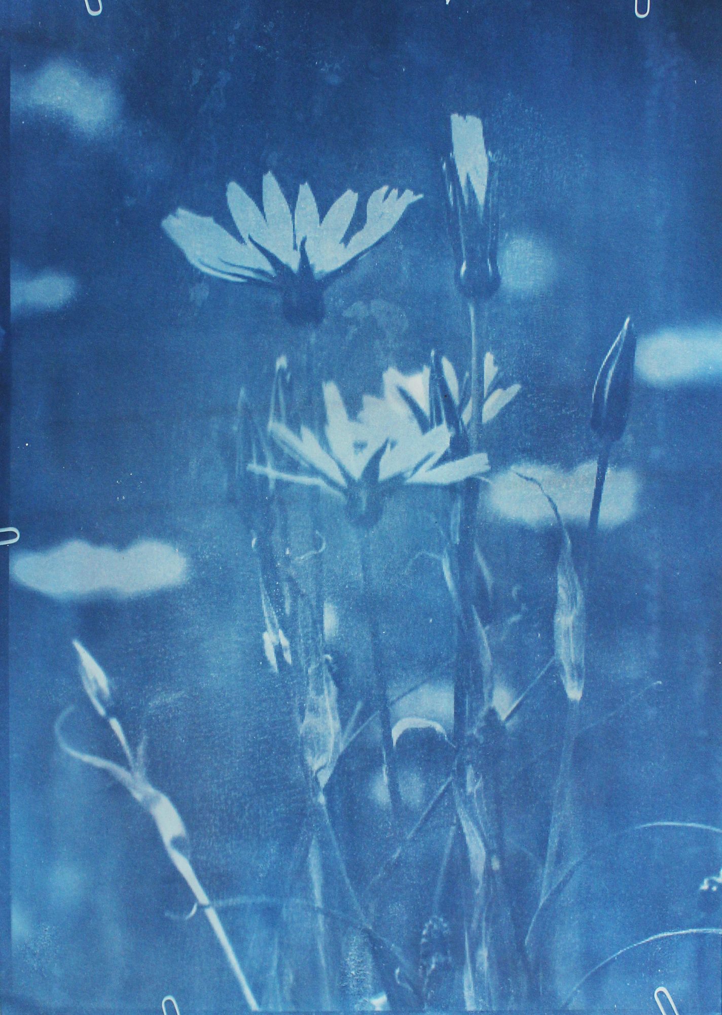 Tragopogon orientalis, Living Archives of Hay, Maria Nitulescu, 2025