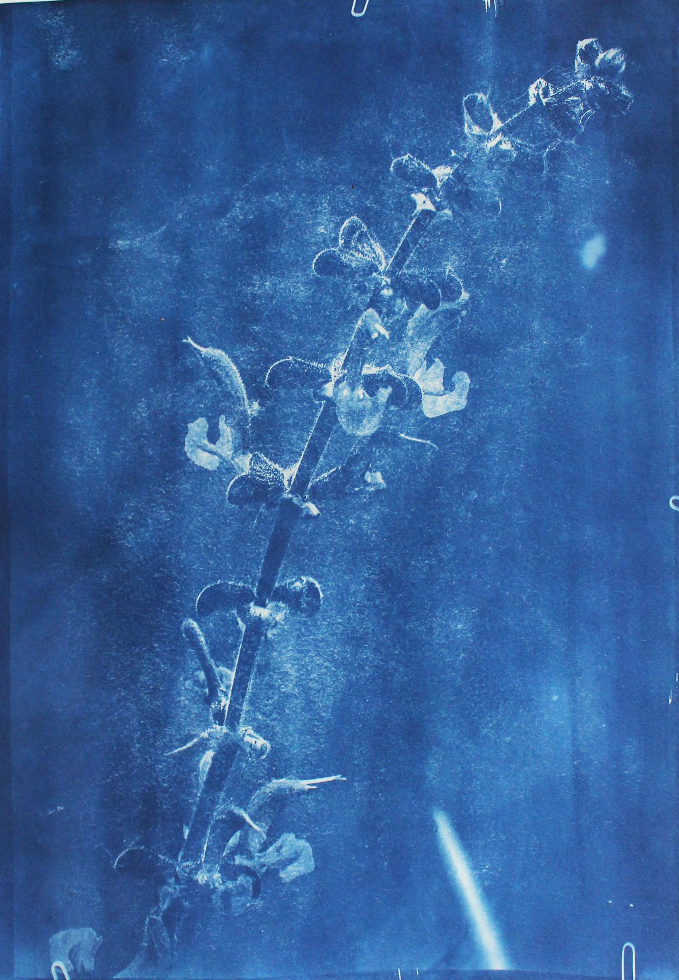 Salvia pratensis, Living Archives of Hay, Maria Nitulescu, 2025