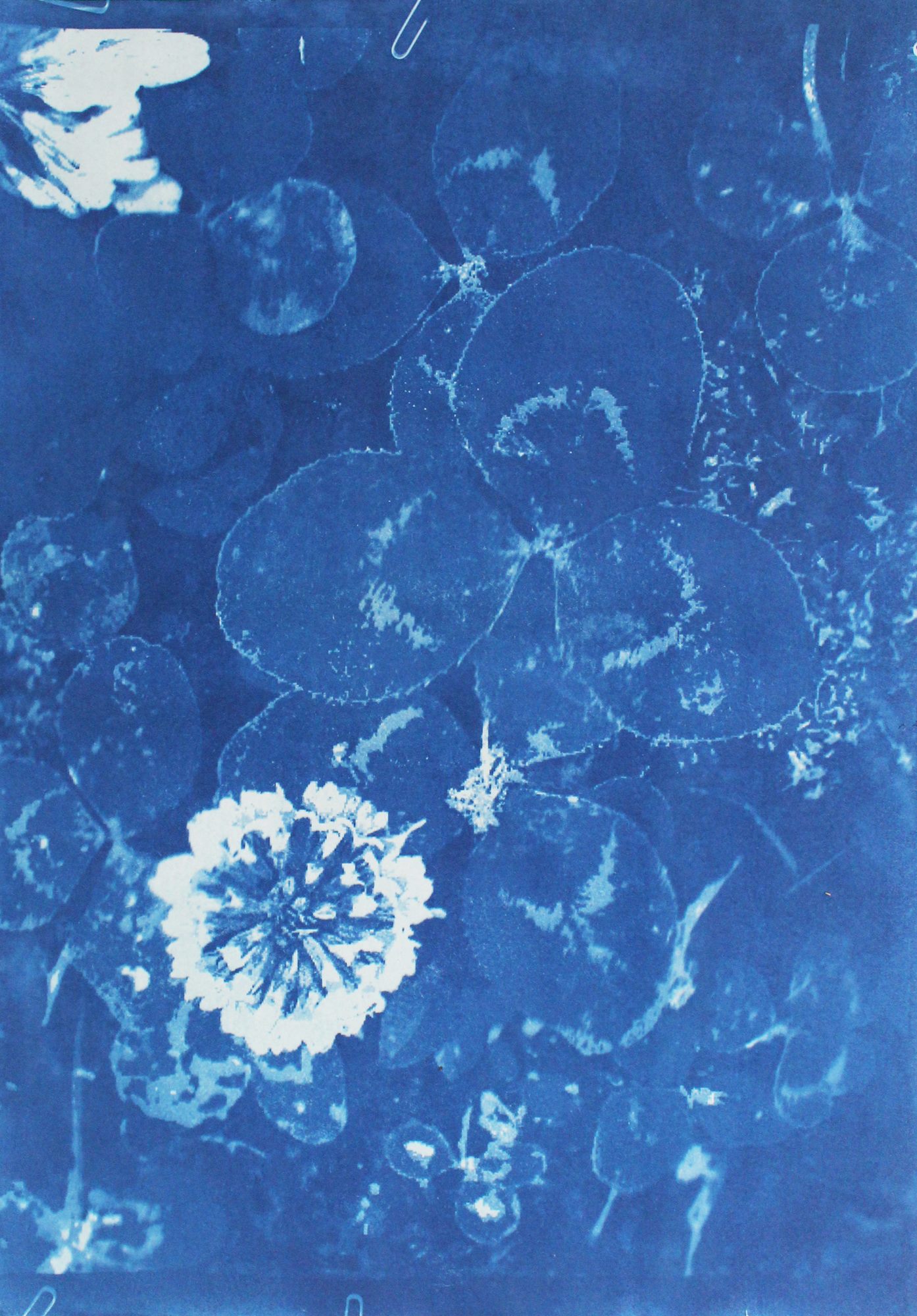 Trifolium repens, Living Archives of Hay, Maria Nitulescu, 2025