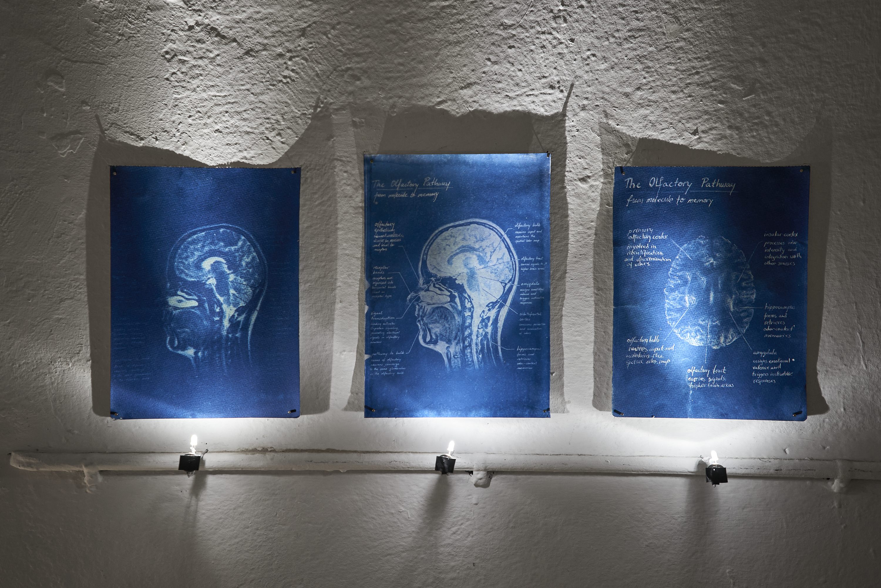 Olfactory Pathway I to III, three cyanotype prints installed together, From Molecule to Memory within TRACES OF MEMORY, Kunstfabrik HB55, Berlin, 2026