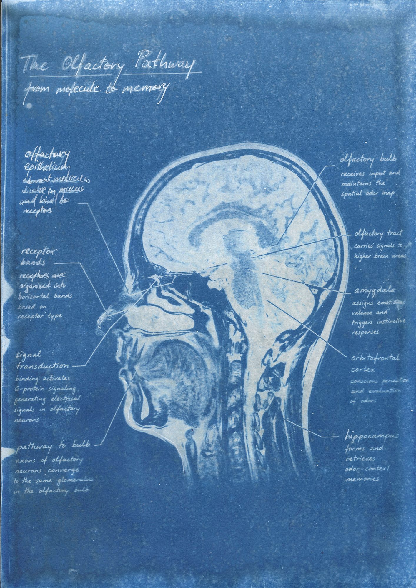 Olfactory Pathway II, cyanotype print, flatbed scan