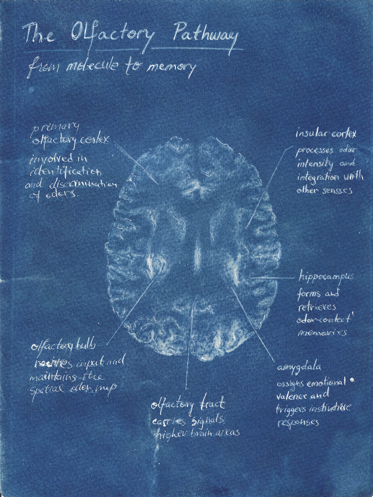 Olfactory Pathway III, cyanotype print, flatbed scan
